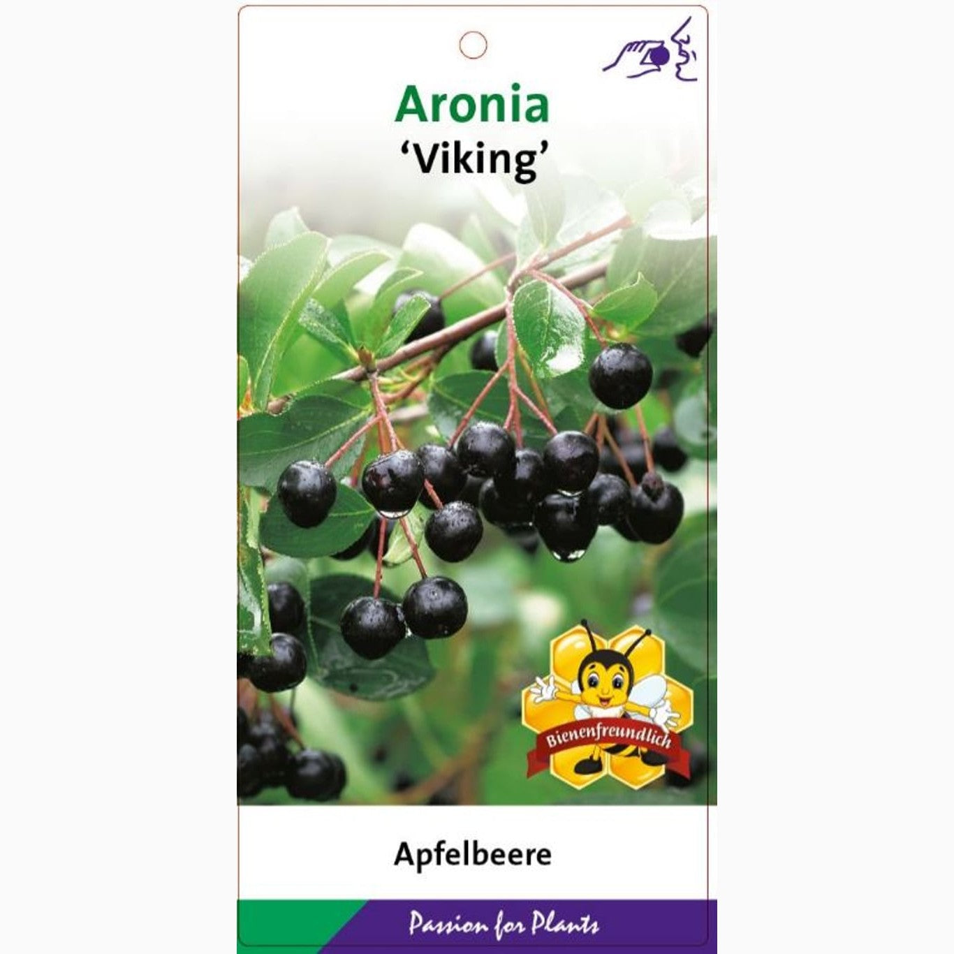 Svartaronia – Aronia melanocarpa 'Viking' - C5 50-60 CM